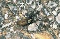 Nomisia_aussereri_P1385_Z_75_Porto Kaio_Griekenland